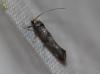 Paraswammerdamia nebulella